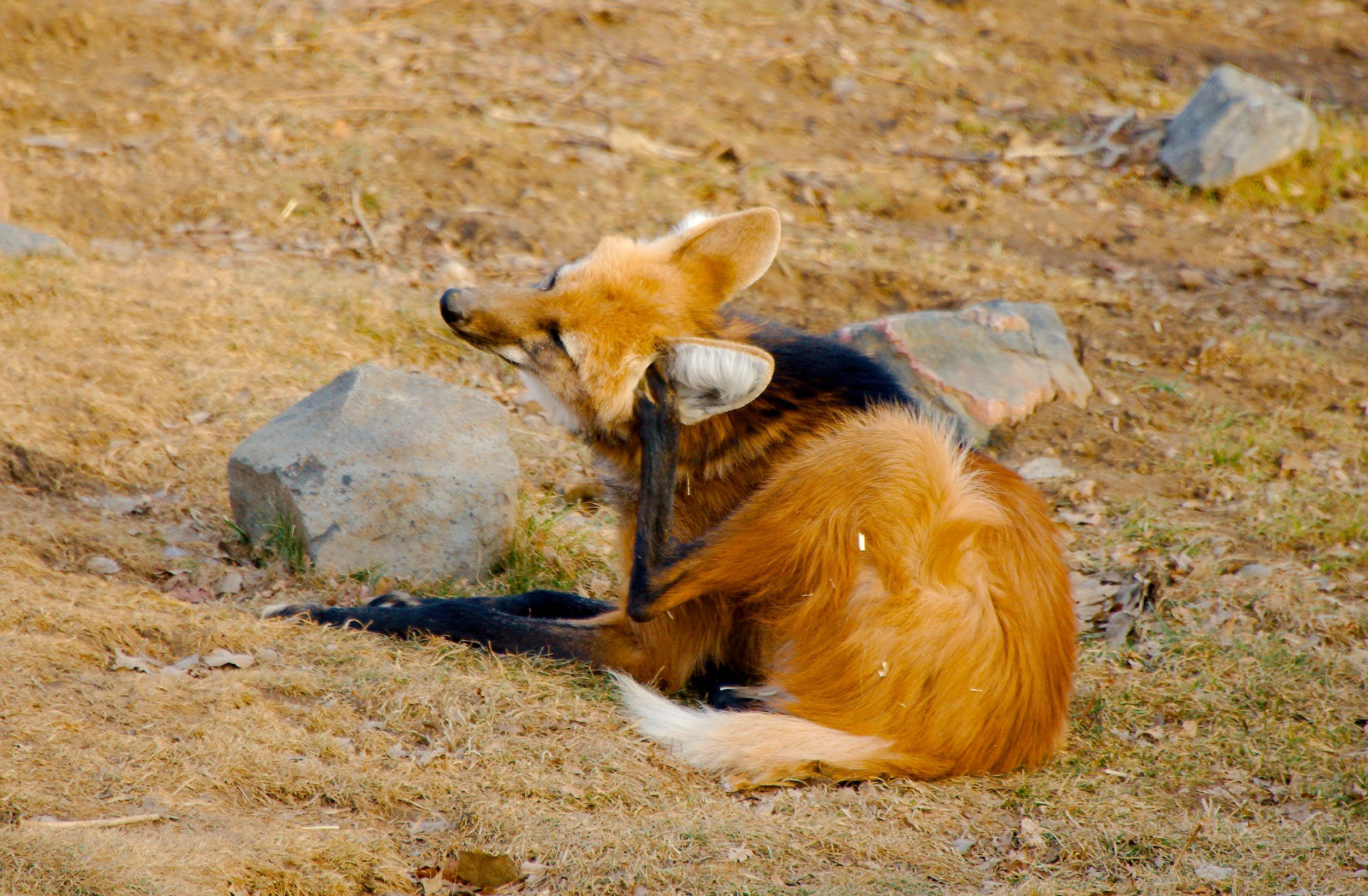 Picture of a maned wolf